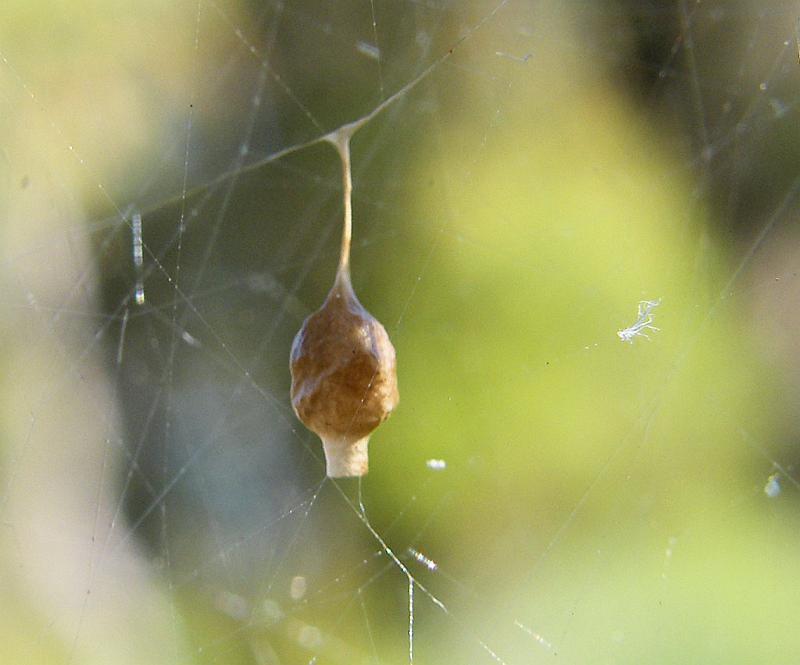 Argyrodes_antipodianus_D5985_Z_88_Home Wendy Eiby_Australie.jpg